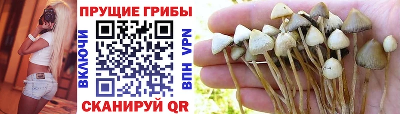 Псилоцибиновые грибы прущие грибы магазин наркотиков Александров